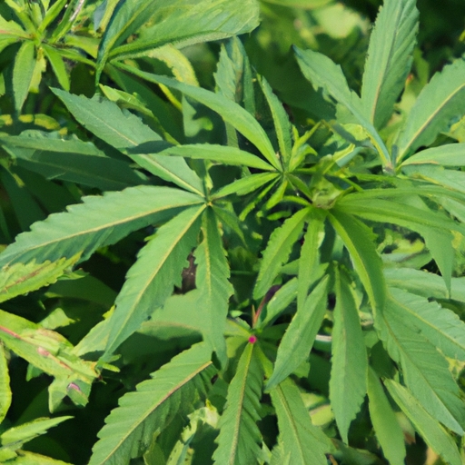 What is the Role of a California Cannabis CFO? 