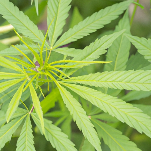 How to Unlock Your Potential as a California Cannabis CFO: Uncover the Secrets!