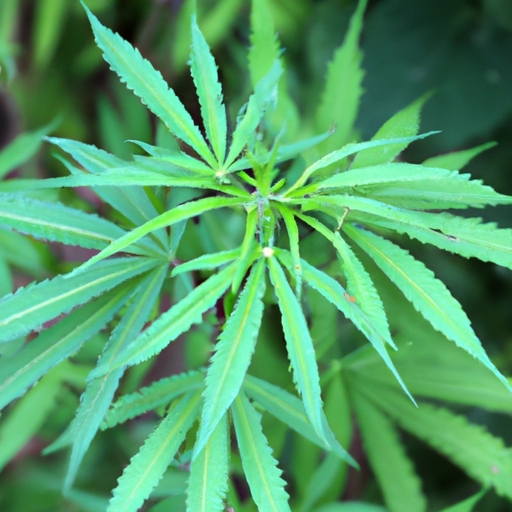 Understanding the Entrepreneurial Opportunities of Becoming a California Cannabis CFO 